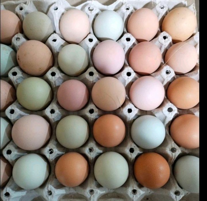 Інкубаційні яйця курей домінантів