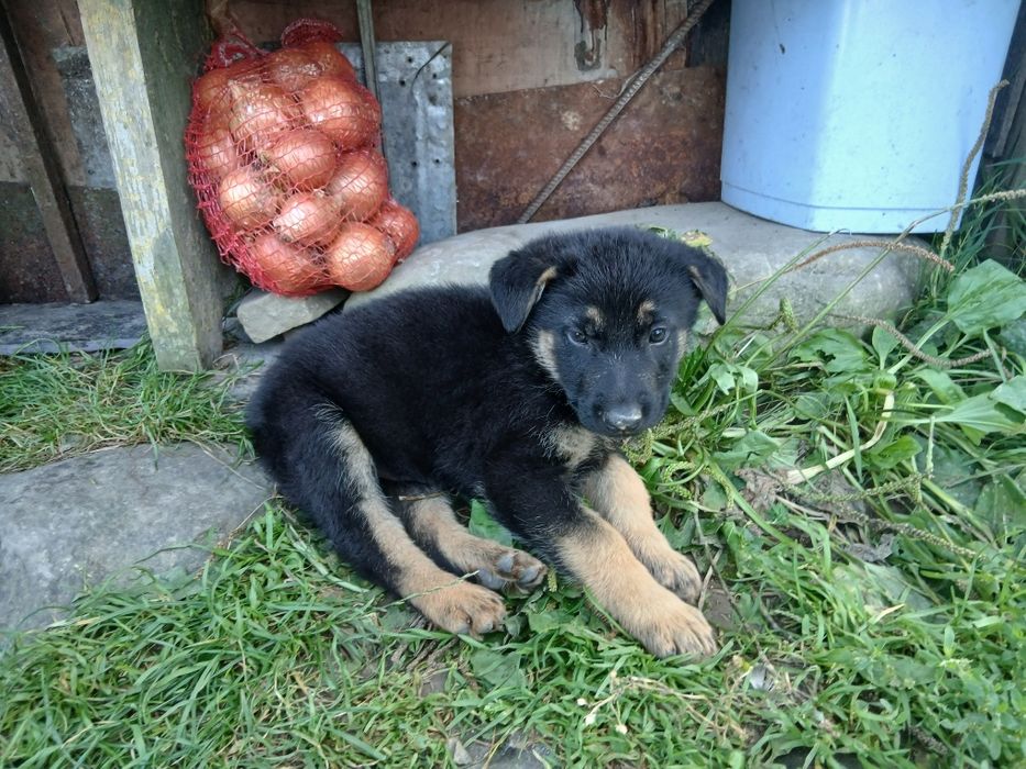 Продаються чистокровні песики