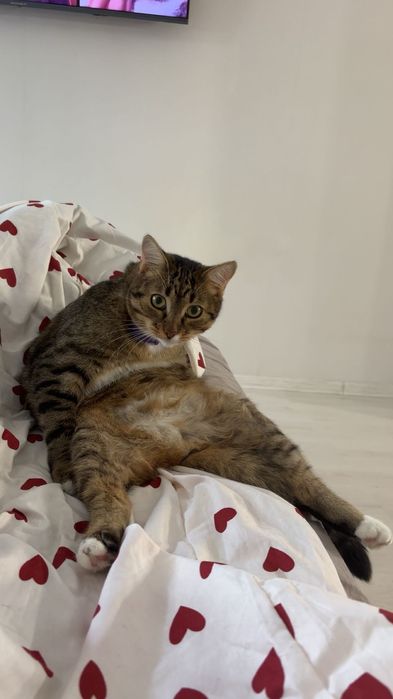 Продам не породистого котика. Все є для кота