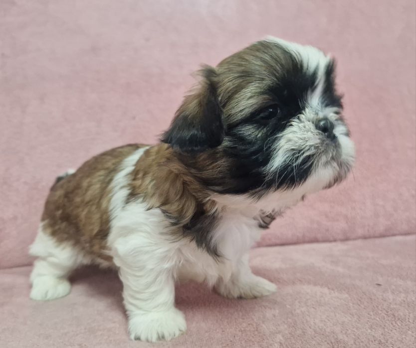 Rezerwacja sunia Shih-Tzu
