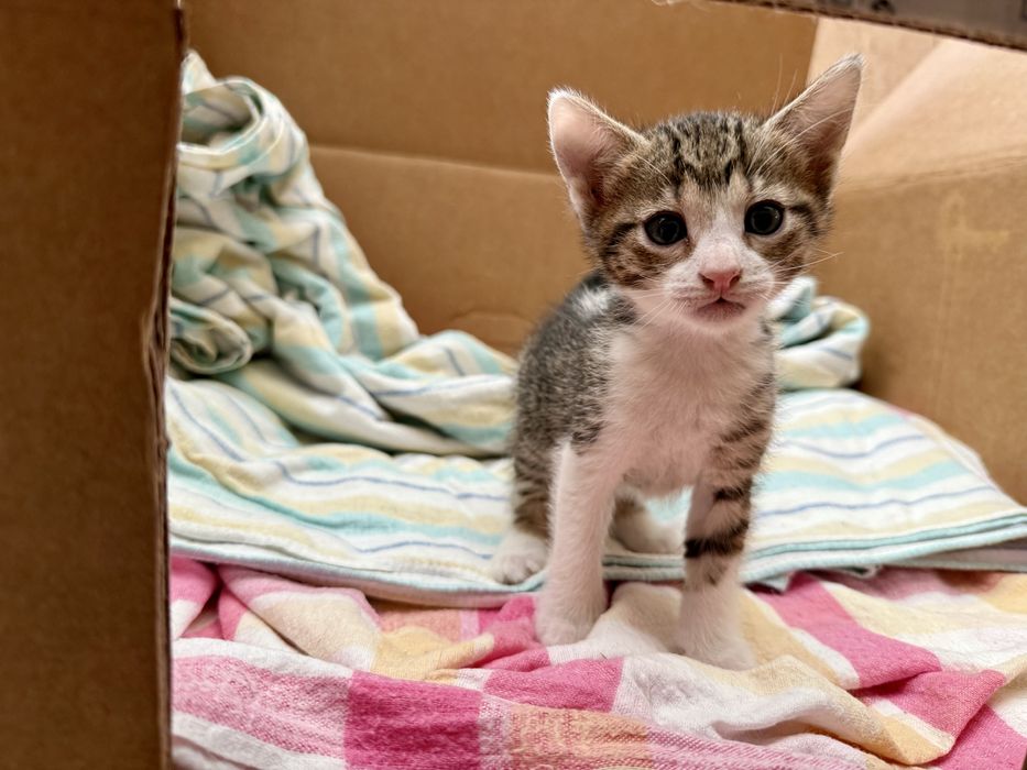 Gatinho macho para adoçao