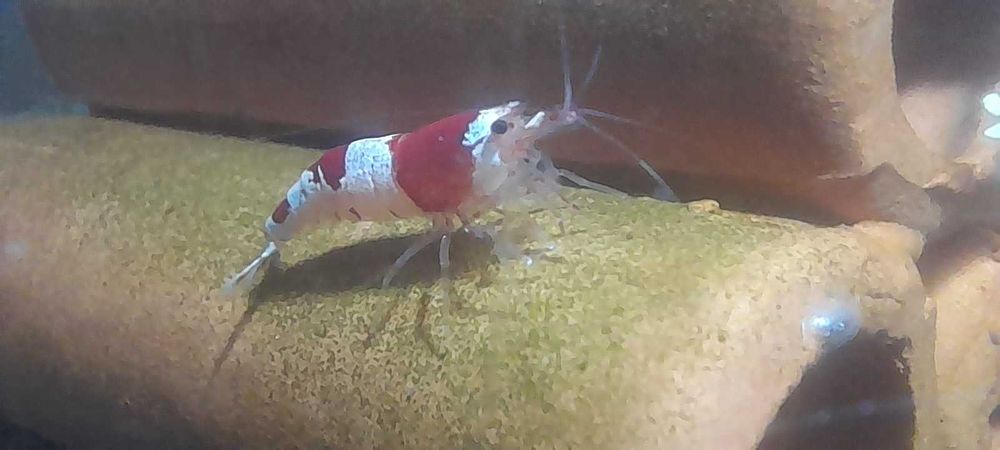 Krewetki Crystal Red