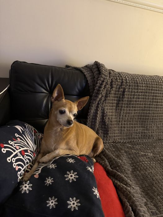 Do adopcji poleca sie pinczer  miniatura