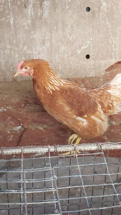 Ломан Браун,Ломан Сенді