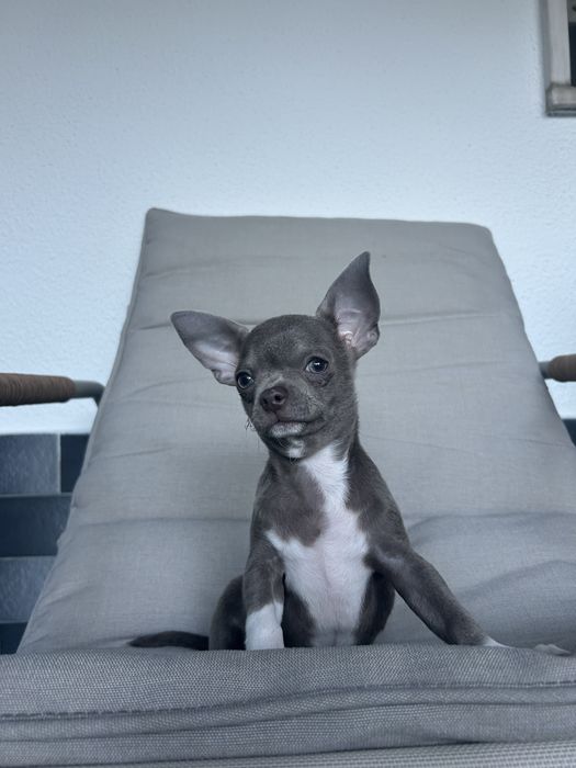 Menino LiLac e Branco Pelo Curto