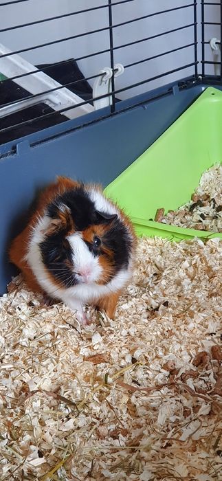 Dwie świnki morskie (SAMCE)