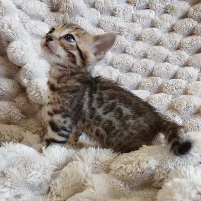 Продам Бенгальські кошенята