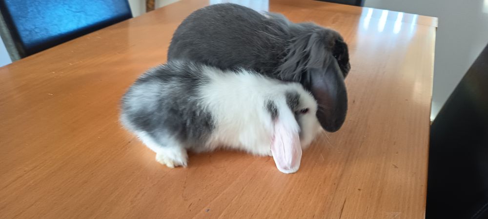 Vendo coelhos mini loop orelhudo.