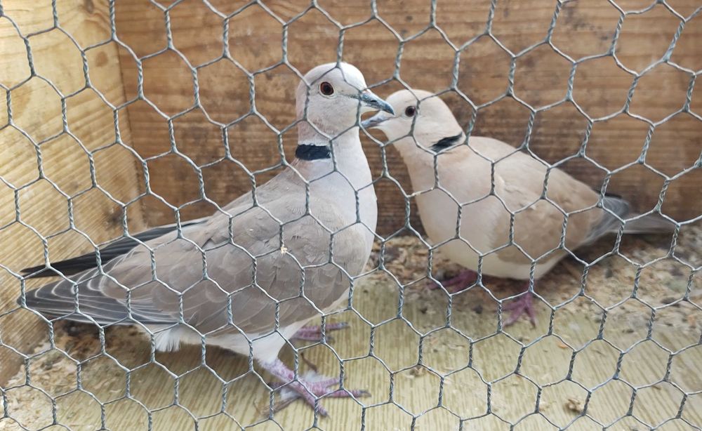 Serama koguty najmniejsza rasa