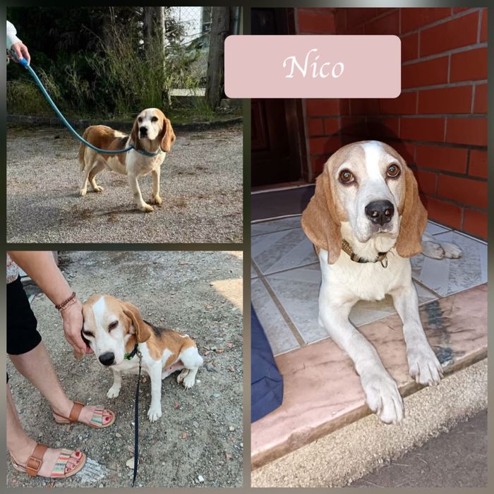 Cão beagle, 6 anos, muito meigo, para adoção responsável