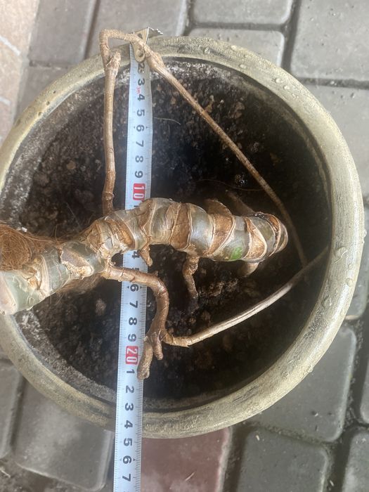 Монстера комнатная