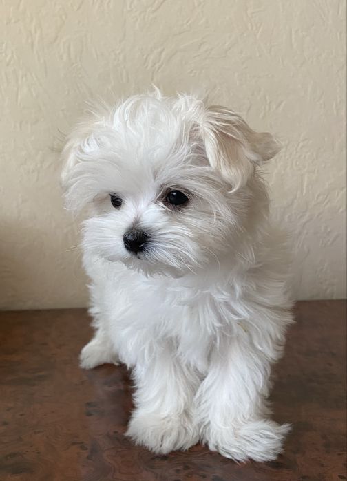 Цуценята Мальтезе Міні