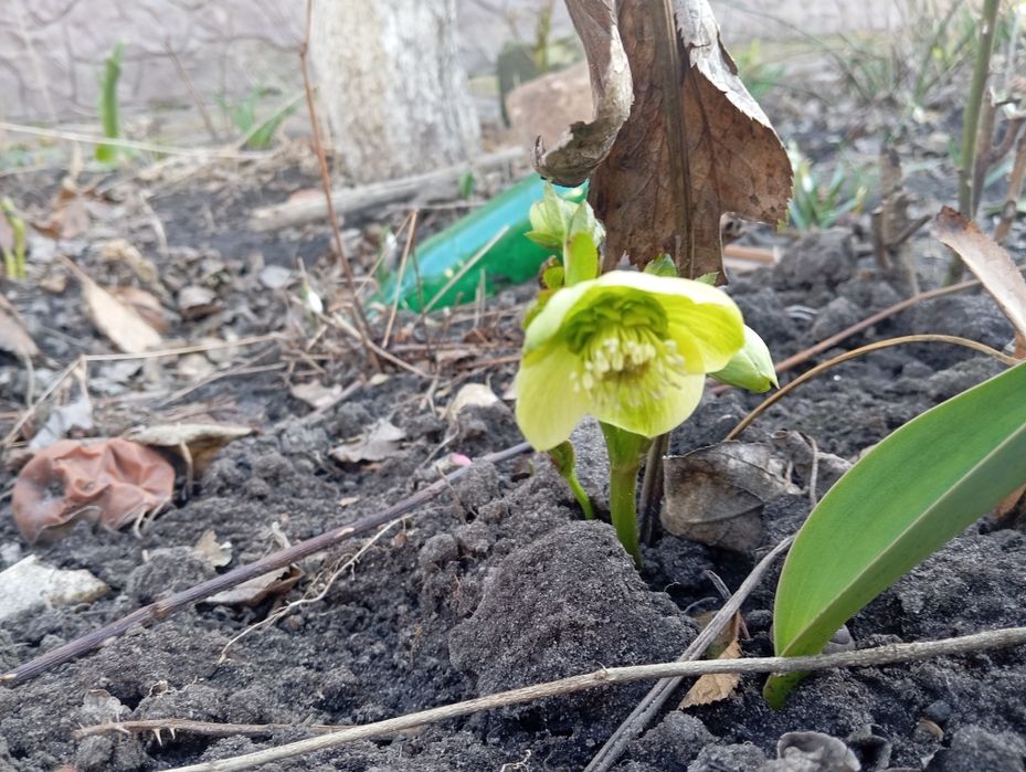 Весняний морозник