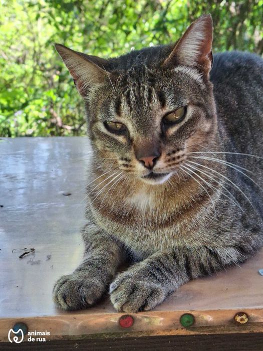 Vadinho | Para Adoção