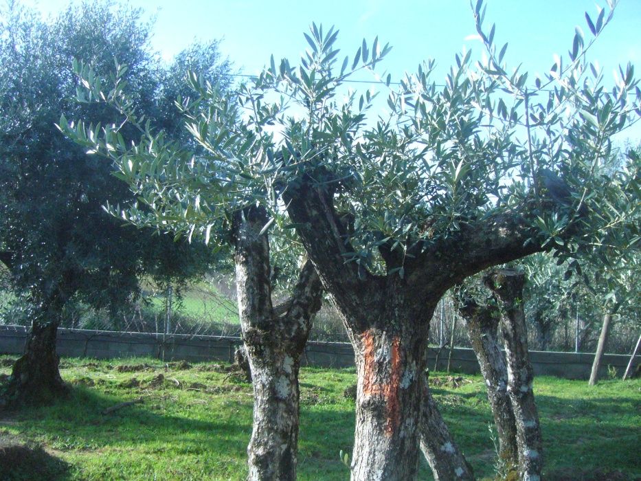 Oliveiras para jardim
