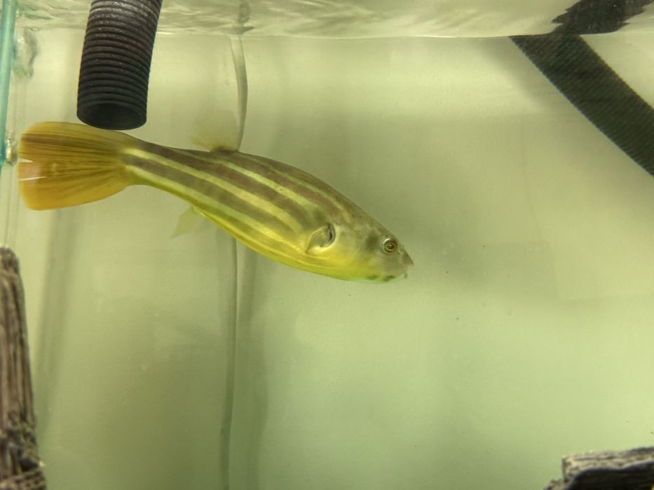 Продам тетрадона Фахака (Tetraodon fahaka), 20 см