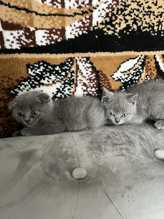 Продаються Британці