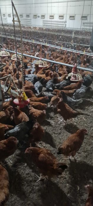 Kury nioski młode Rosa Messa z pierwszym jajkiem. Zapraszam.