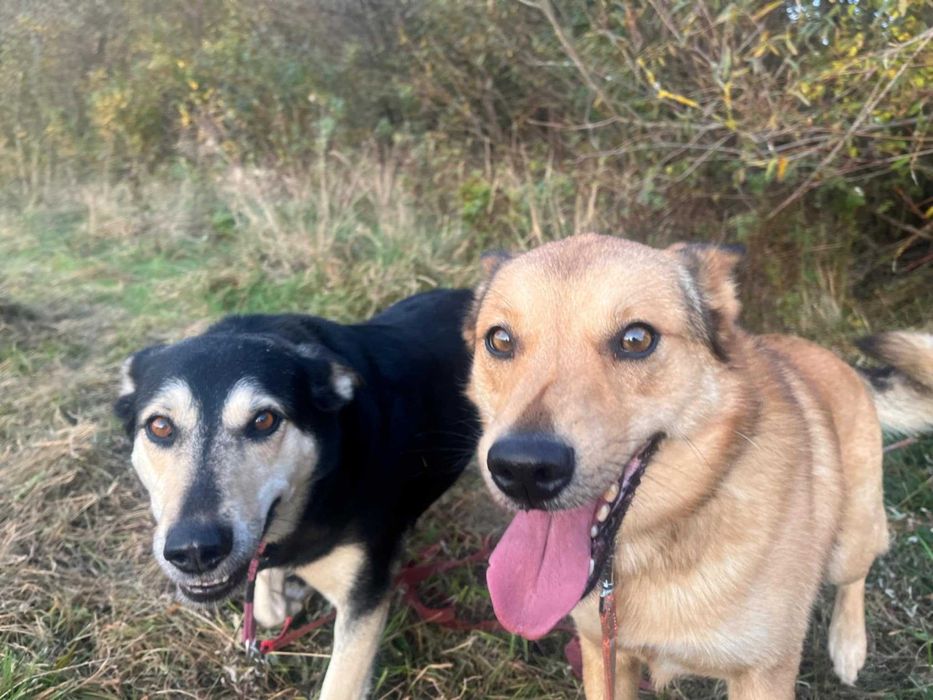 Rudi i Sabinka szukają wspólnego domu