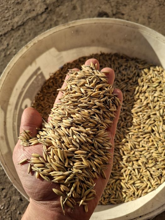 Sprzedam owies bingo