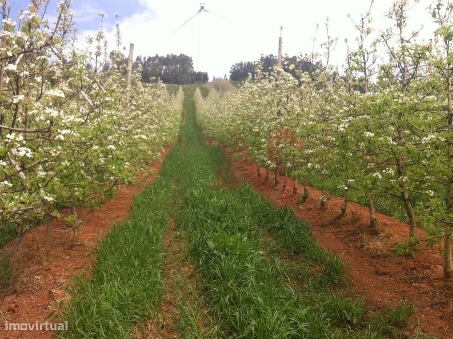 Quinta com 10 hectares em Alguber, Cadaval