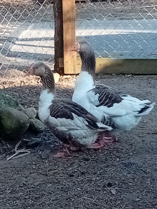 Gęsi kartuskie para