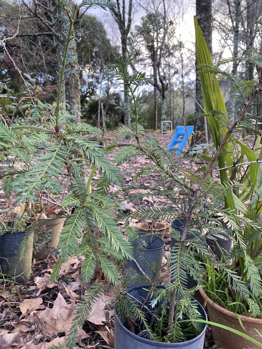 sequóias sempervirens