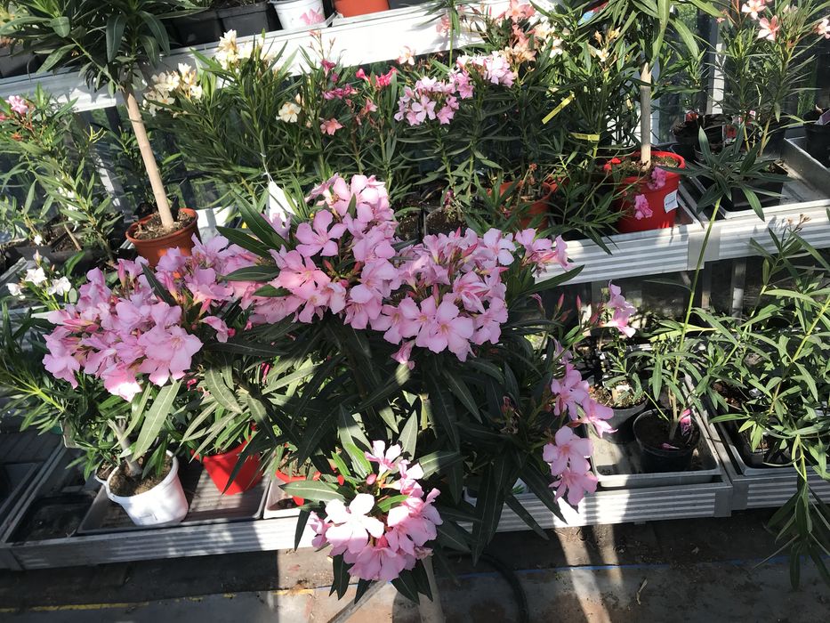Oleandry kwitnące albo z pakani kwiatowymi o pełnych pachnacych kwiatach