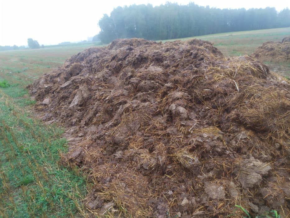 Obornik indyczy 2,5 raza mocniejszy niż kurzak