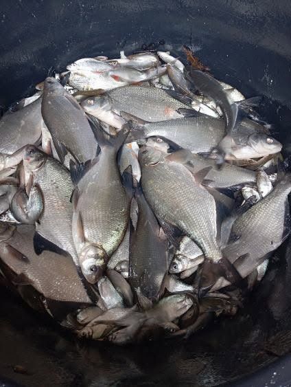 Karp 15cm-35cm . Lin , Amur ,Tołpyga , Karaś złoty.