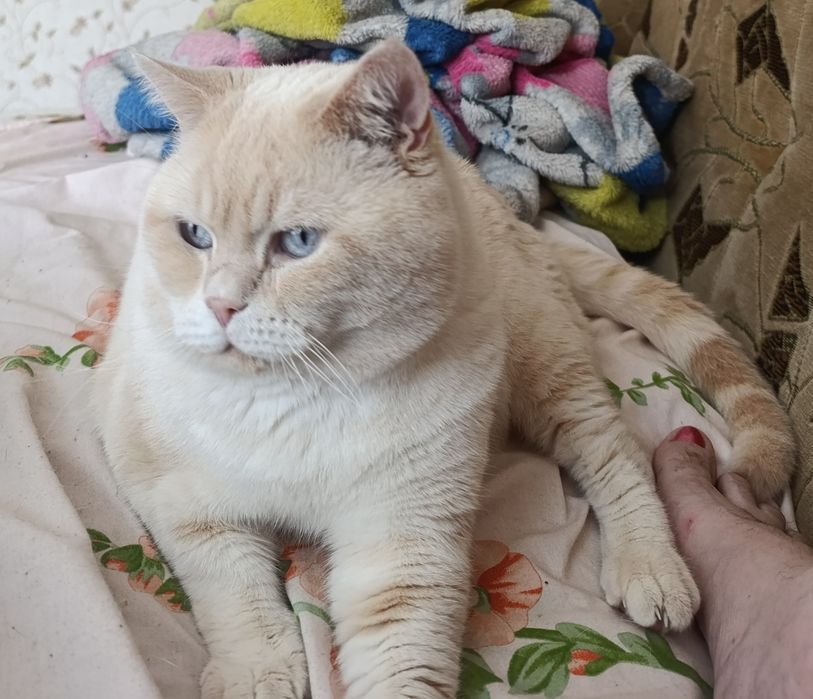 Шотландский скоттиш страйт е2133 Генри