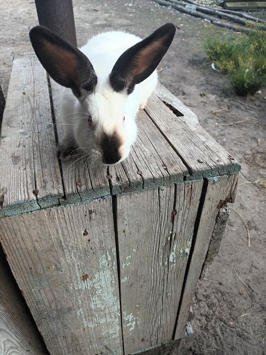 Каліфорнія на плем'я