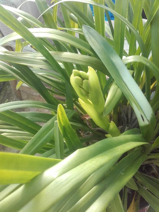 cymbidium storczyk