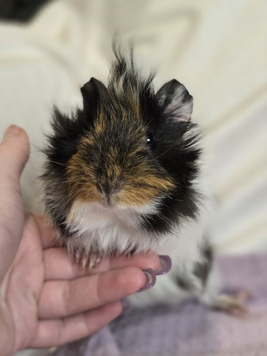 Морские свинки, малыши