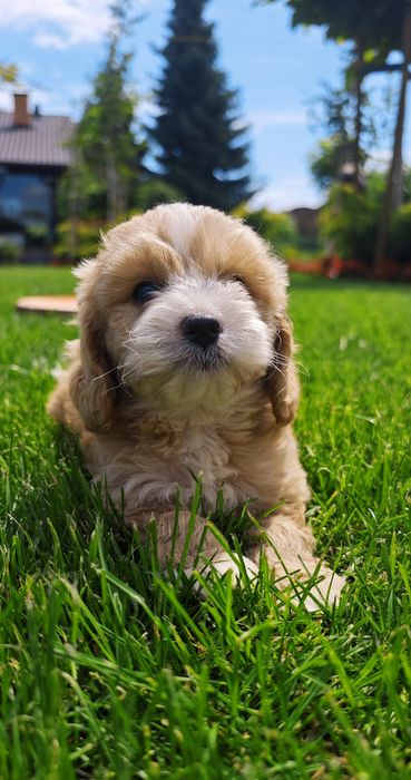 **Cockapoo** cudowny piesek!