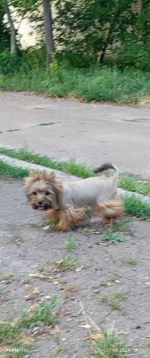 Жорік Жорік йорік