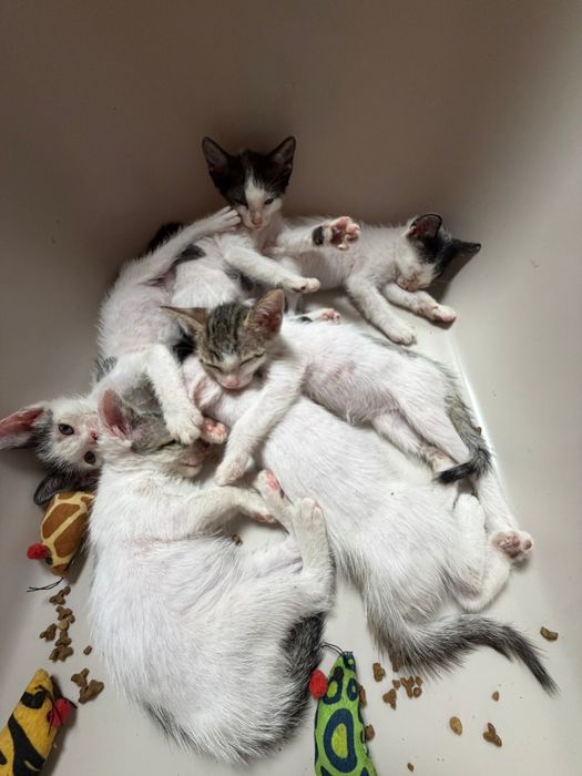Gatos bebes meigos 2 meses