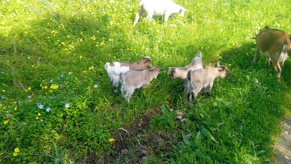 Cabrinhas ana para vender  perto alverca