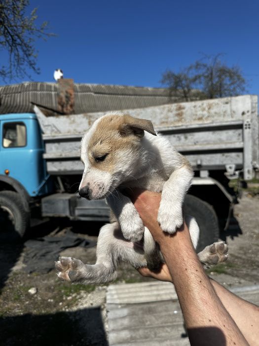 Віддам цуценят в добрі руки