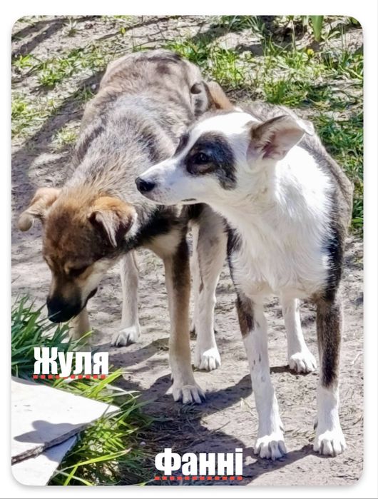 Дві сестрички шукають дім !