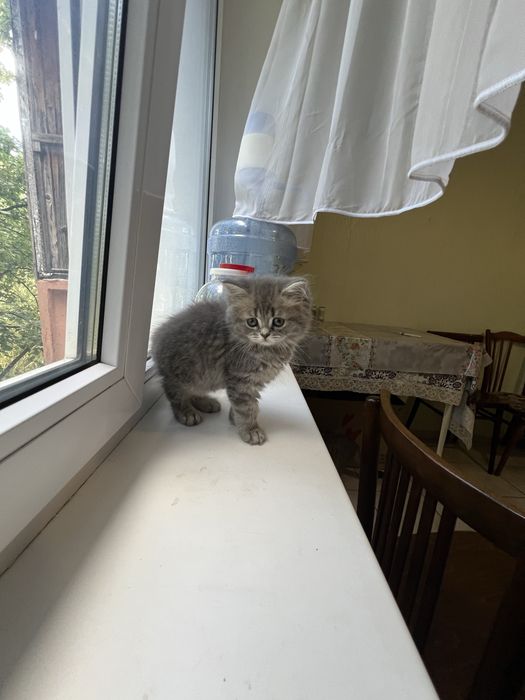 Шотландські кошенята