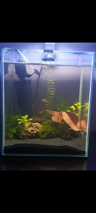 Aquael Shrimp Set 30L Czarny Day/Night 29x29x35cm