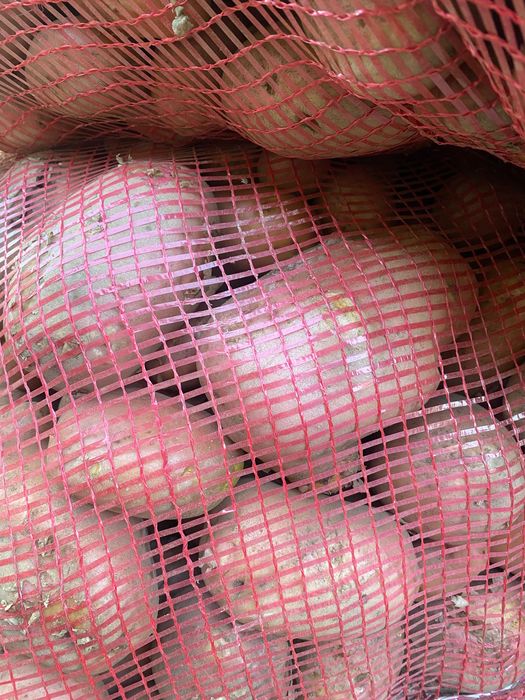 Batata canavec- biológica(Legume)