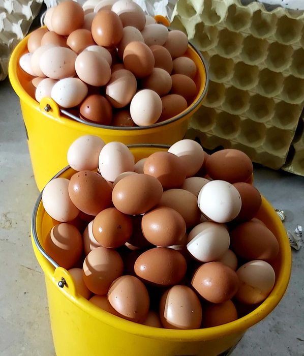 Jajka wiejskie od kur z wolnego wybiegu