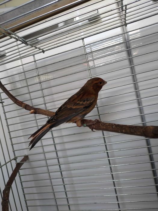 Kanarki młode 26 samce i samice kanarek melaninowe ciemne