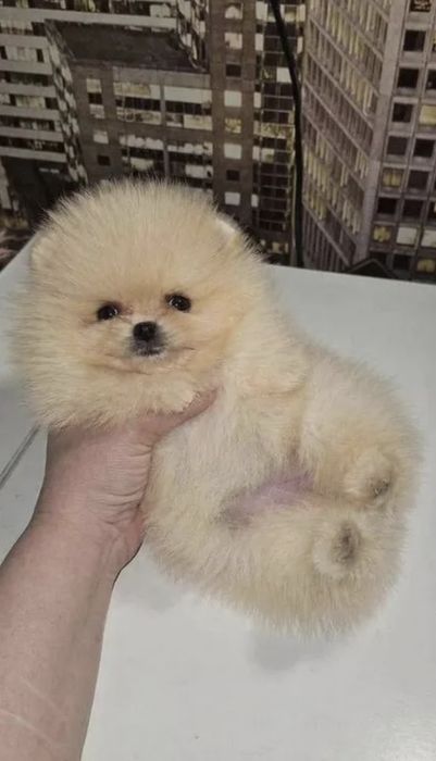 Мимишки детишки мини шпицы