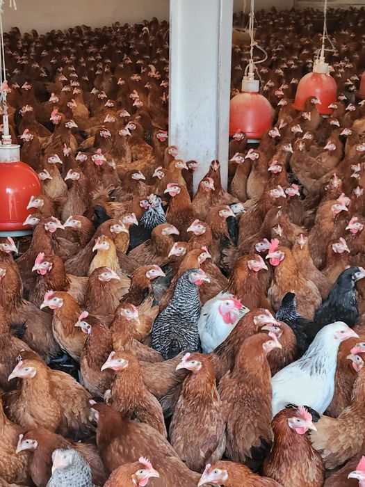 Kury nioski młode ROSA1 Messa Leghorn kurki z dowozem do klienta