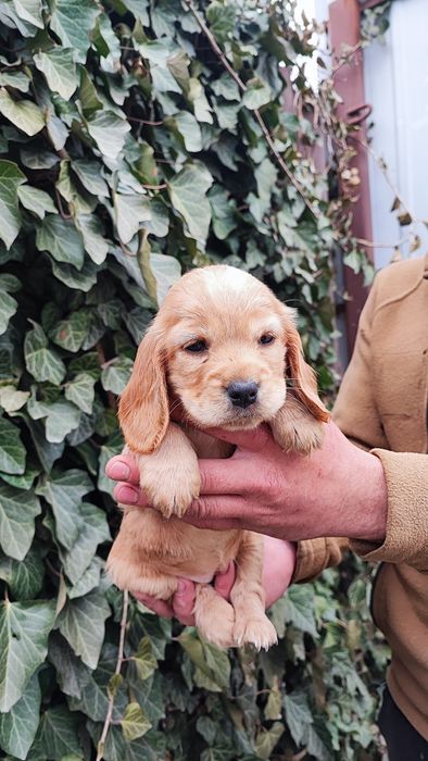 Девочка Спаниель