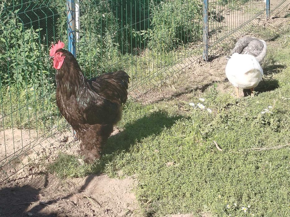 Koguty Brahma olbrzymie