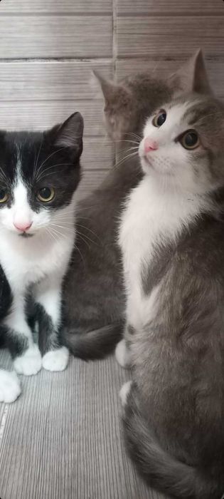 Віддам котиків  в хороші руки